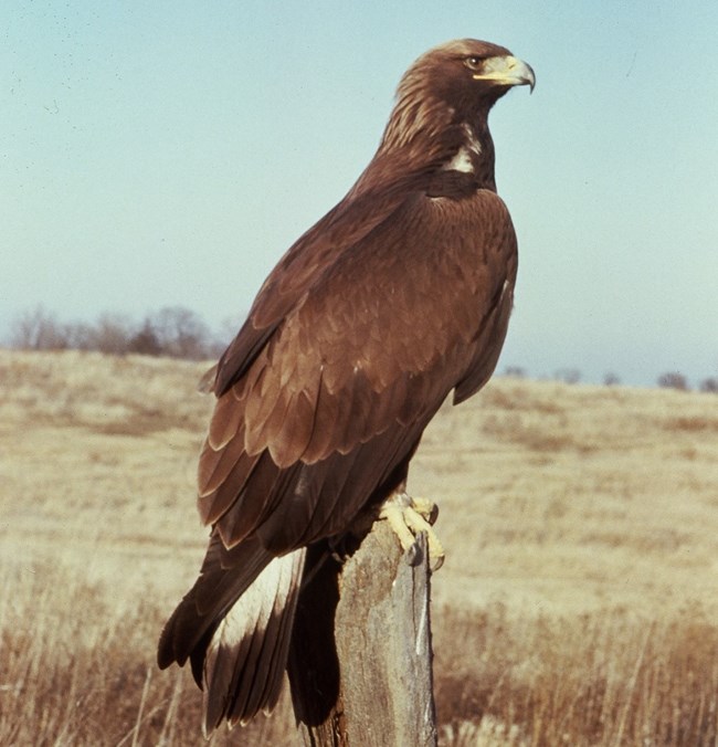 Golden Eagle (U.S. National Park Service)