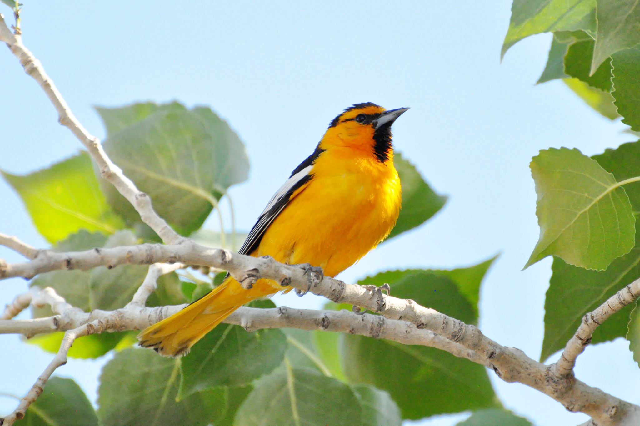 Orioles of the United States: A Photo List of All Bird Species