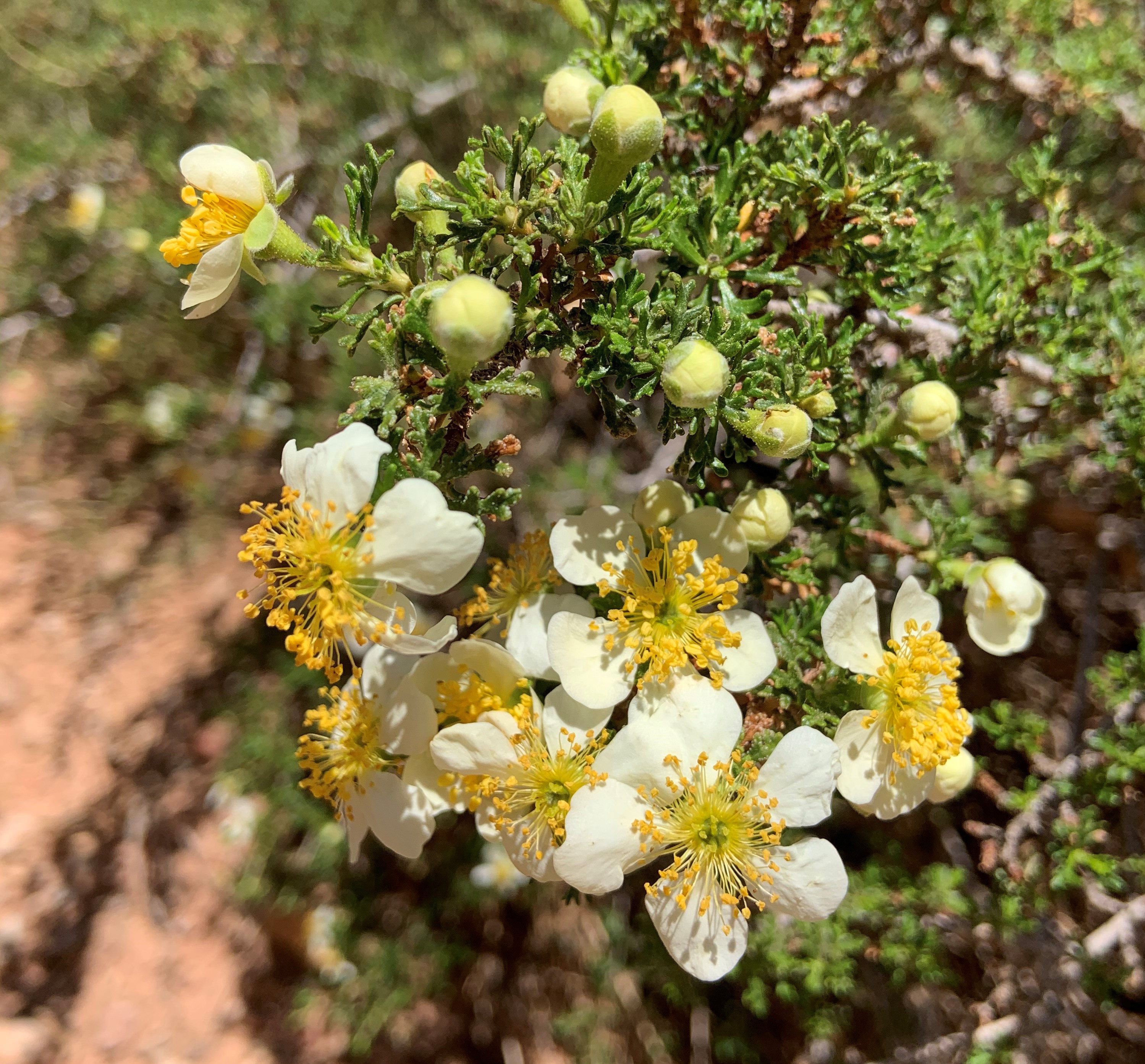 Shrubs Capitol Reef National Park U S National Park Service