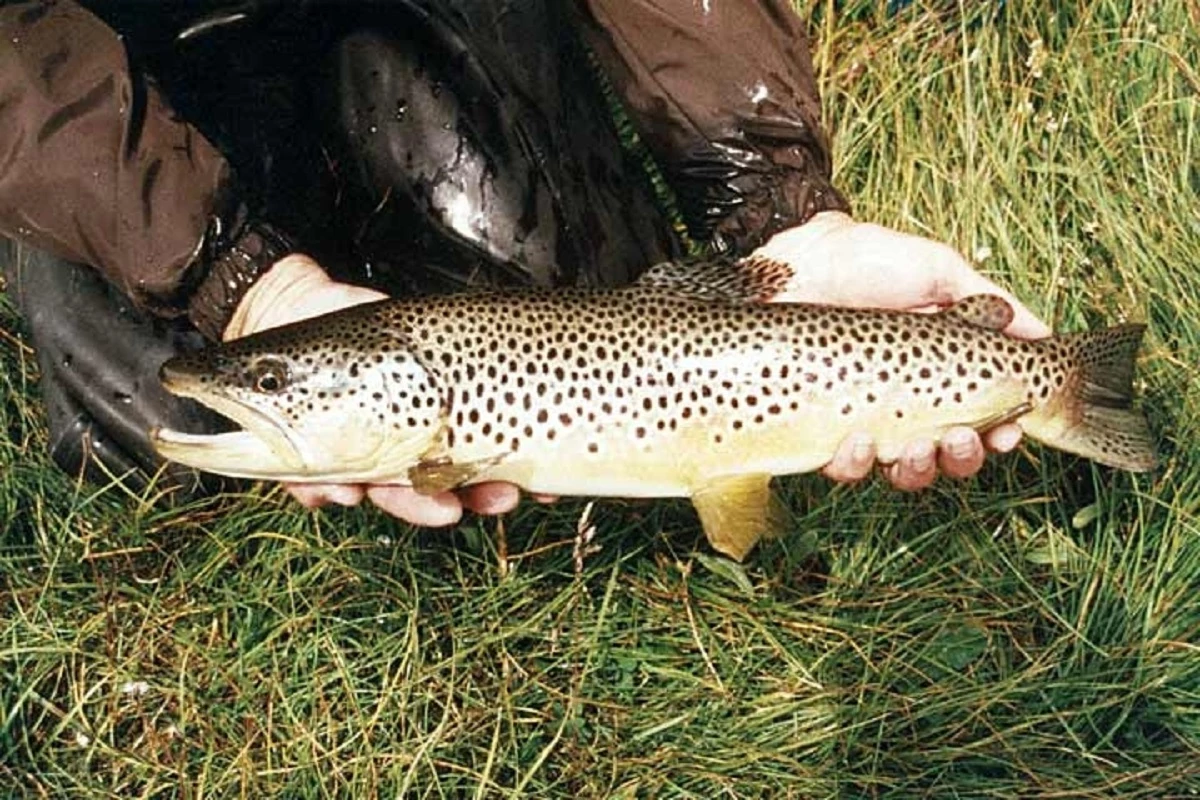 Brown Trout two hands holding a large speckled fish with its mouth open.