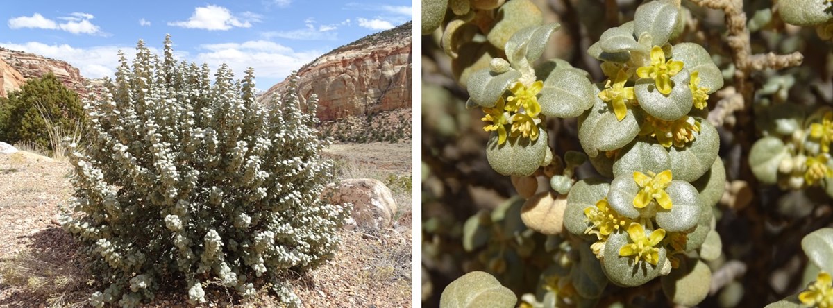 Shrubs Capitol Reef National Park U S National Park Service