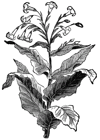 A line drawing of a tobacco plant with broad leaves along the stem and small flowers at the top.