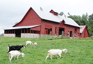 Things To Do Carl Sandburg Home National Historic Site U S