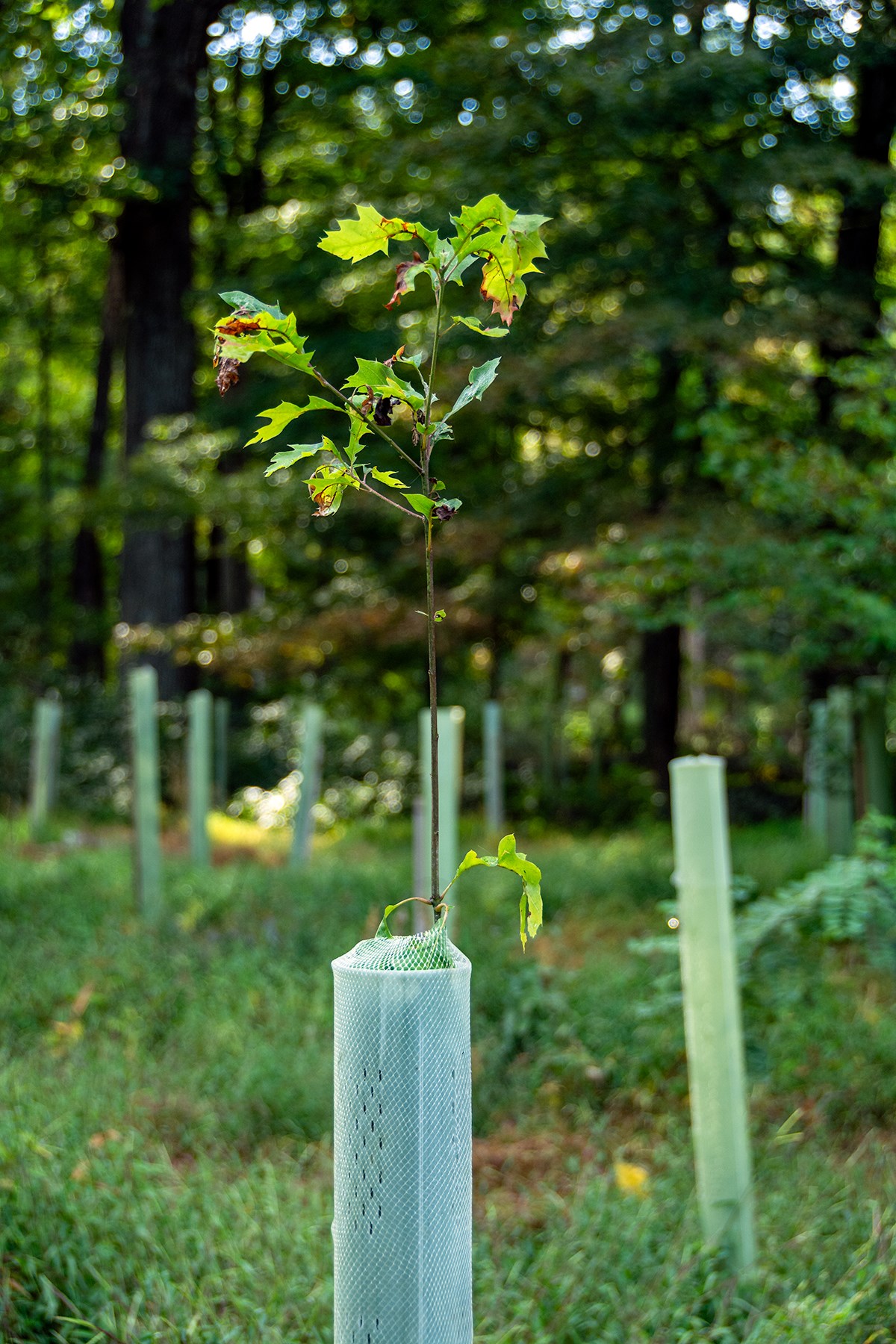 9-11-25 Planted Site 19 Zuke