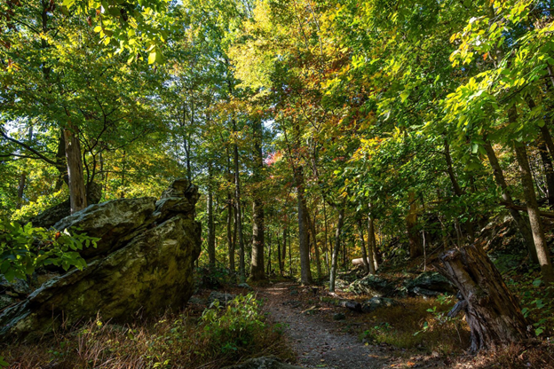 Natural trail through the forest, rock formation to left.