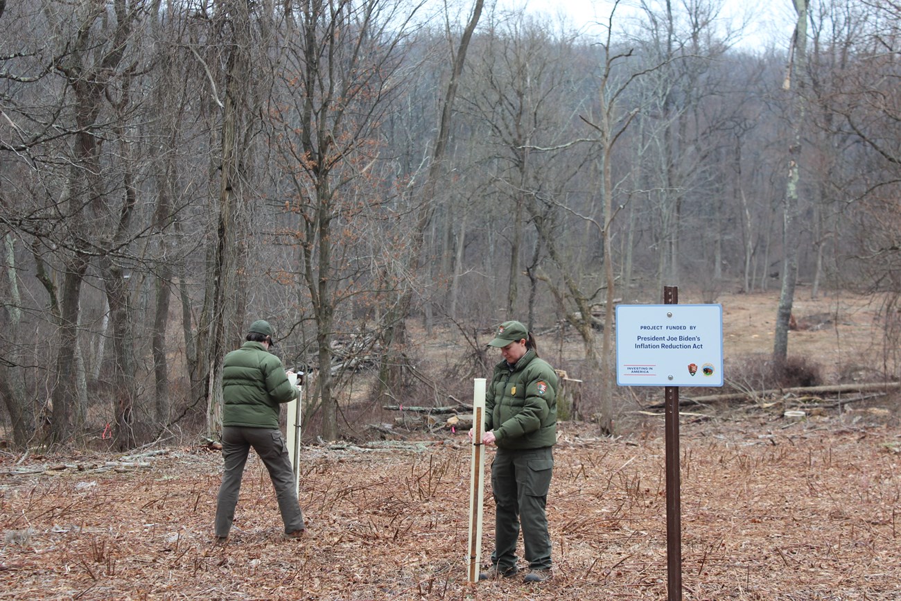 Two park rangers adjust tree tubes in a forest clearing in winter.