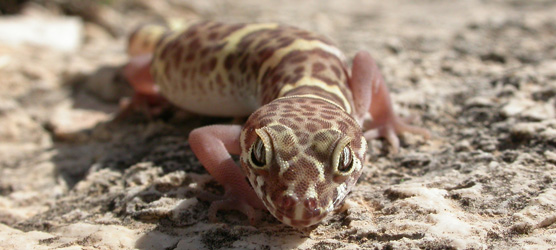 Reptiles - Carlsbad Caverns National Park (U.S. National Park Service)