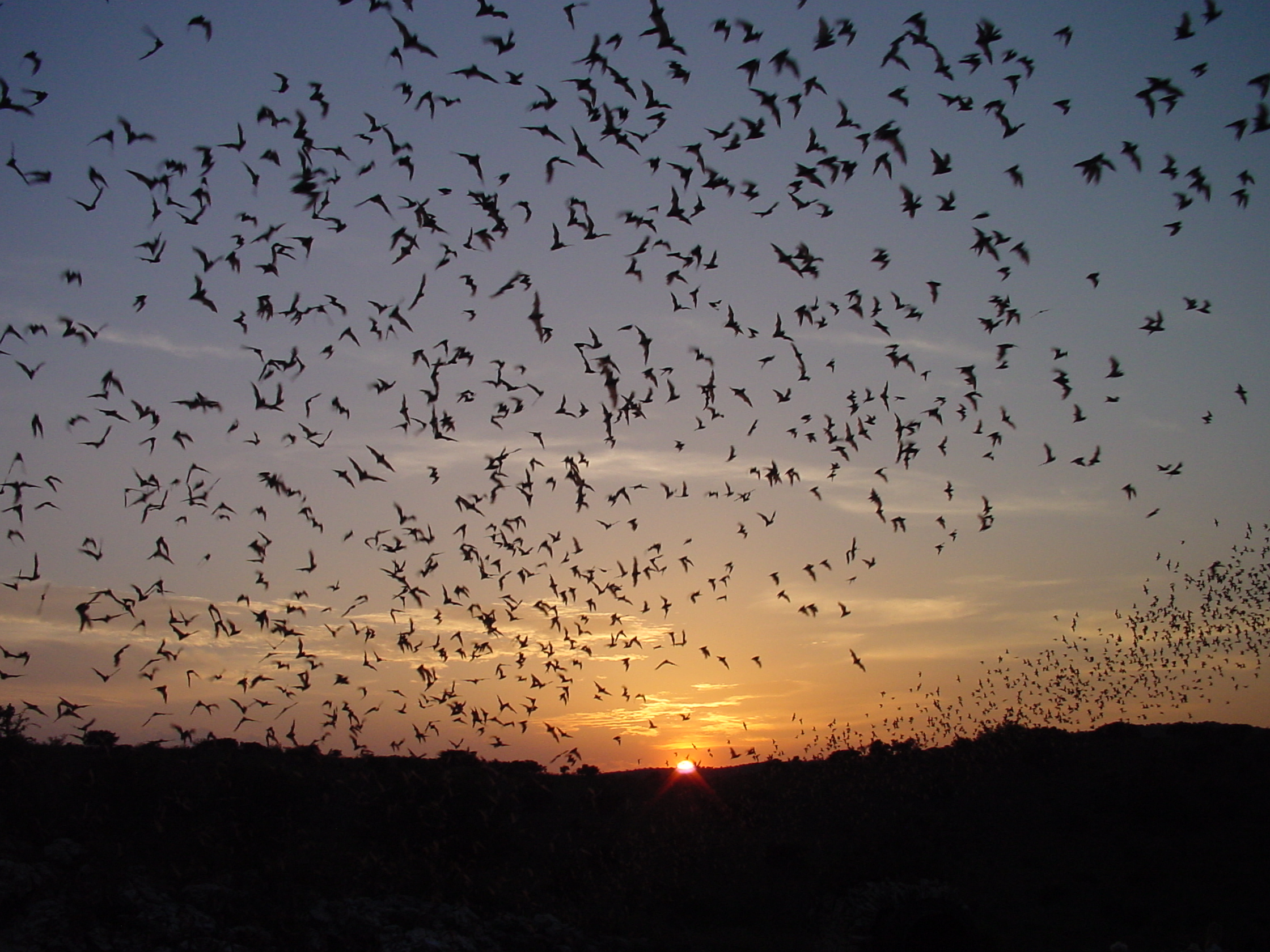 Bat Flight Program Carlsbad Caverns National Park (U.S. National Park