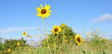 Yellow sunflower in the shortgrass prairie