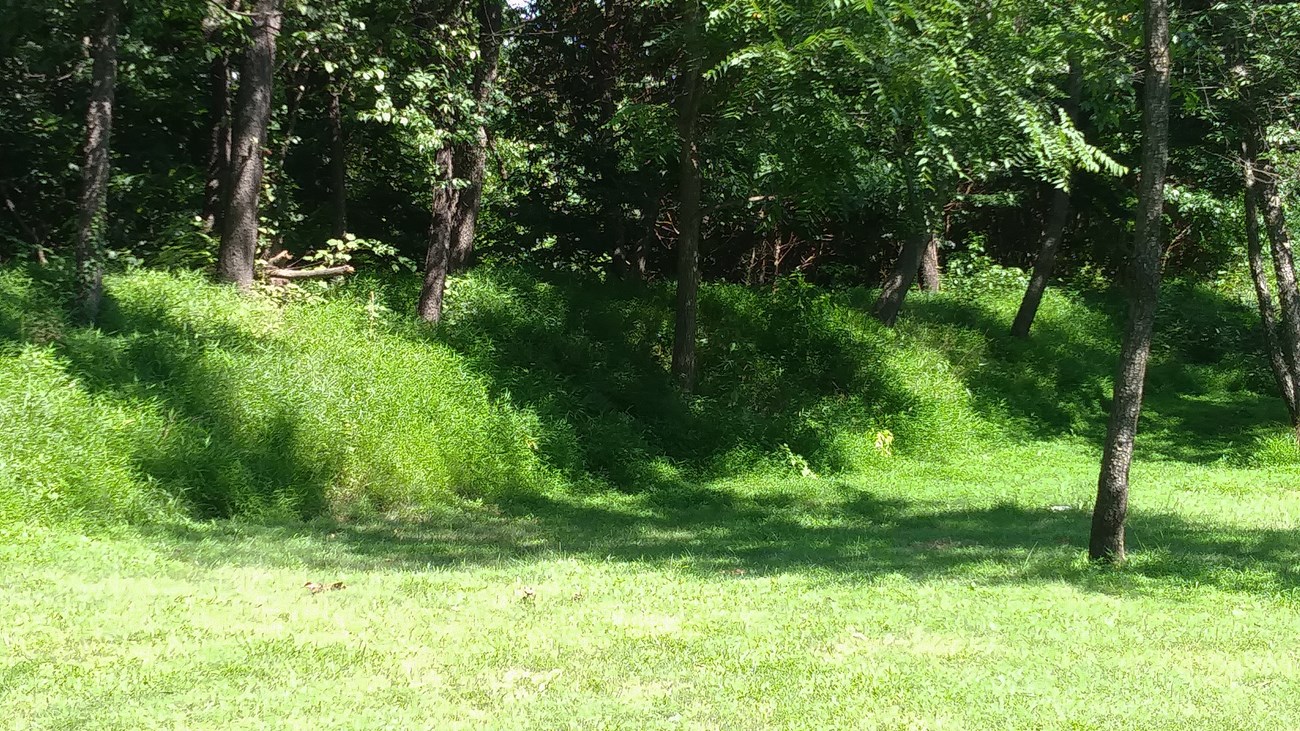 Trees grow from a partly mowed grass earthwork.