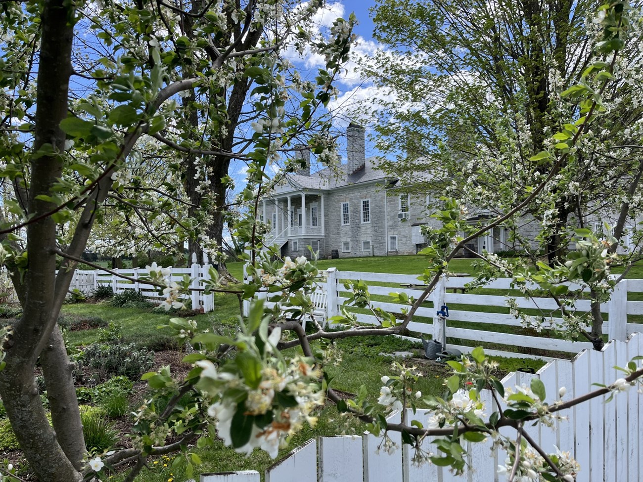 A large limestone manor house framed by vibrant blooming flowers on a tree.