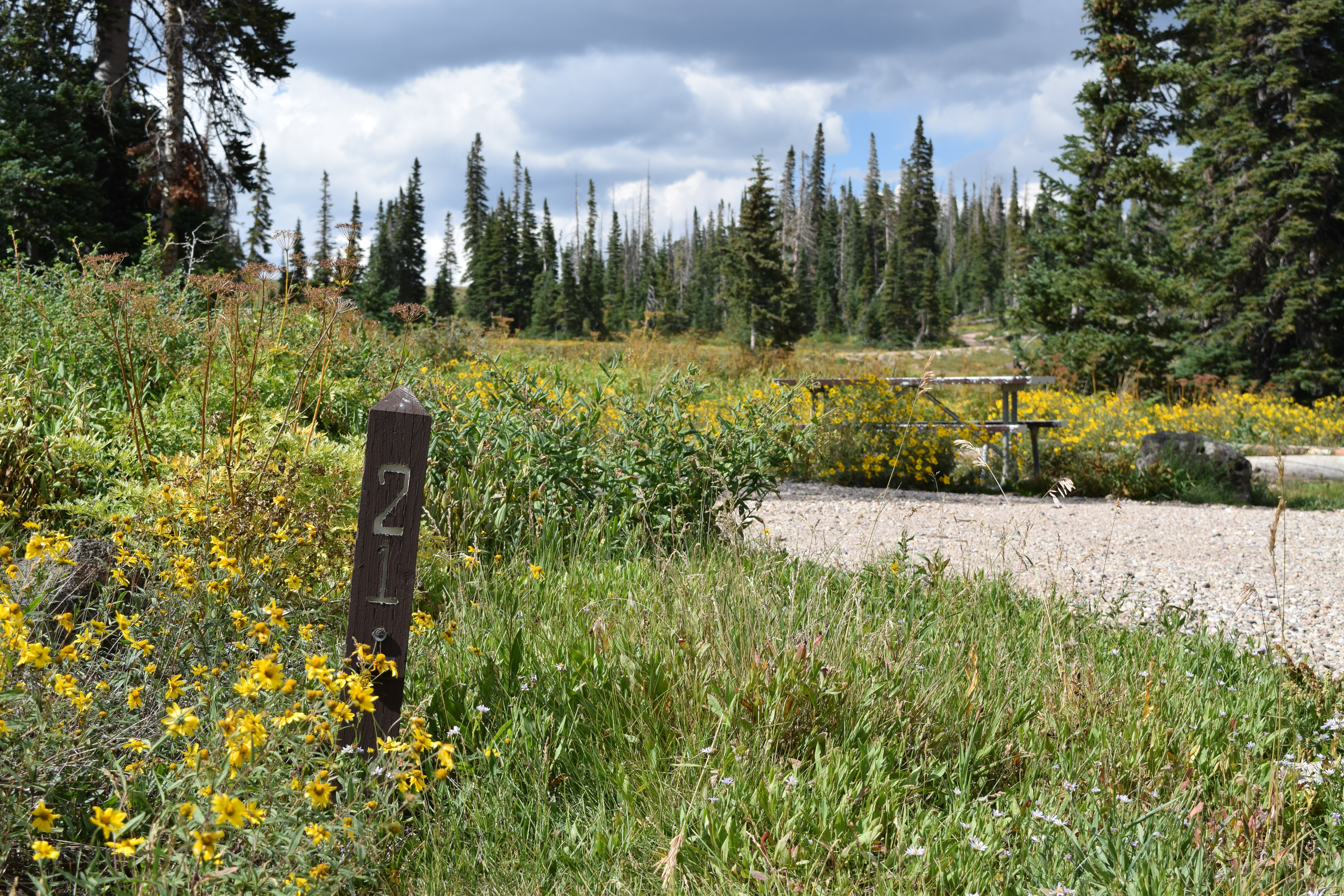 Campsite 21 with picnic table and parking area, surrounding by yellow flowers on a partly sunny day