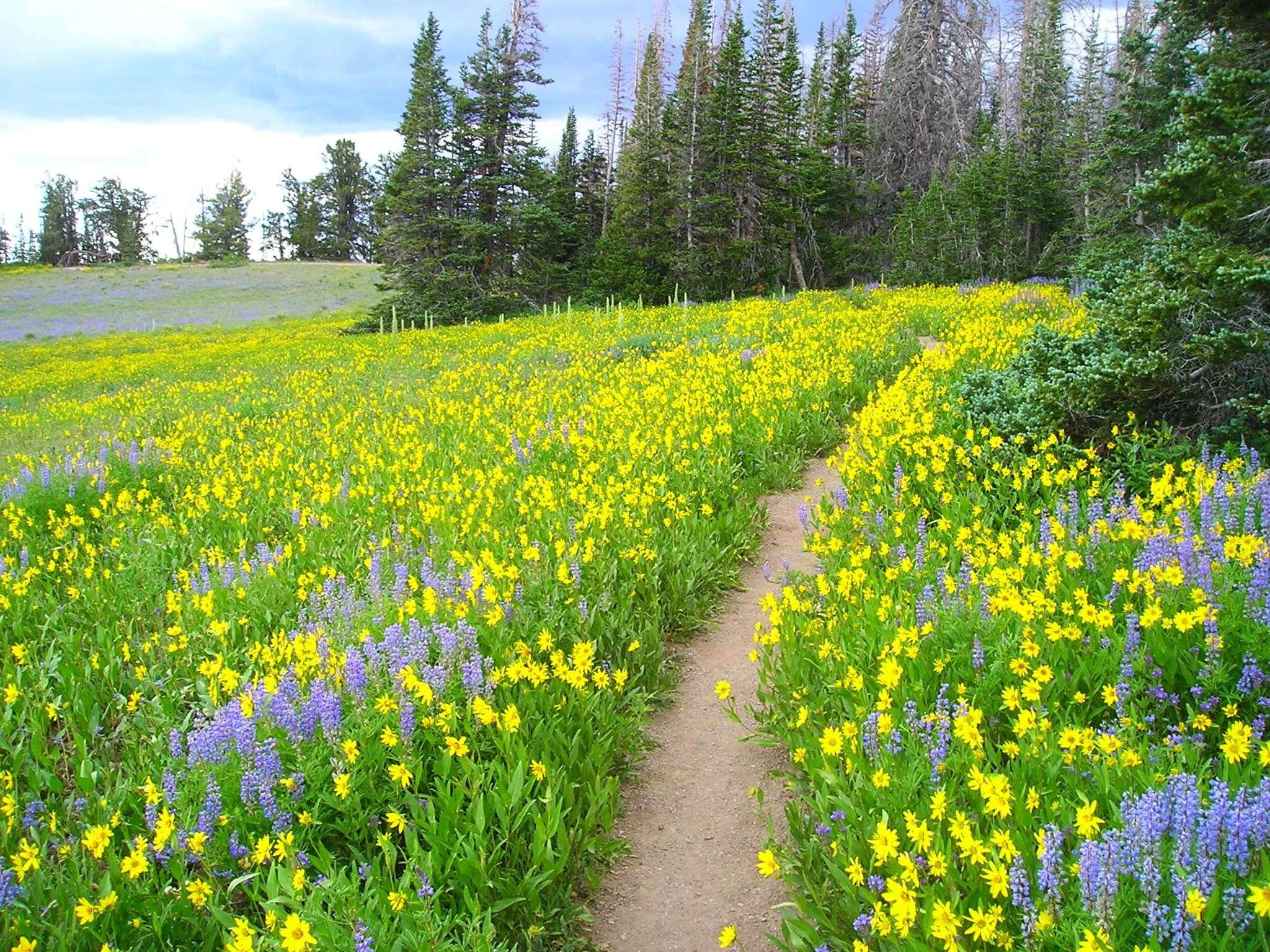 Hiking - Cedar Breaks National Monument (U.S. National Park Service)