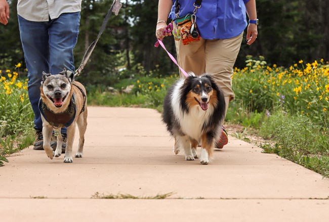 Two dogs on leash walking with their humans on the Sunset Trail