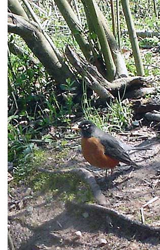 https://www.nps.gov/chat/blogs/images/American-Robin-JFS_315px.jpg