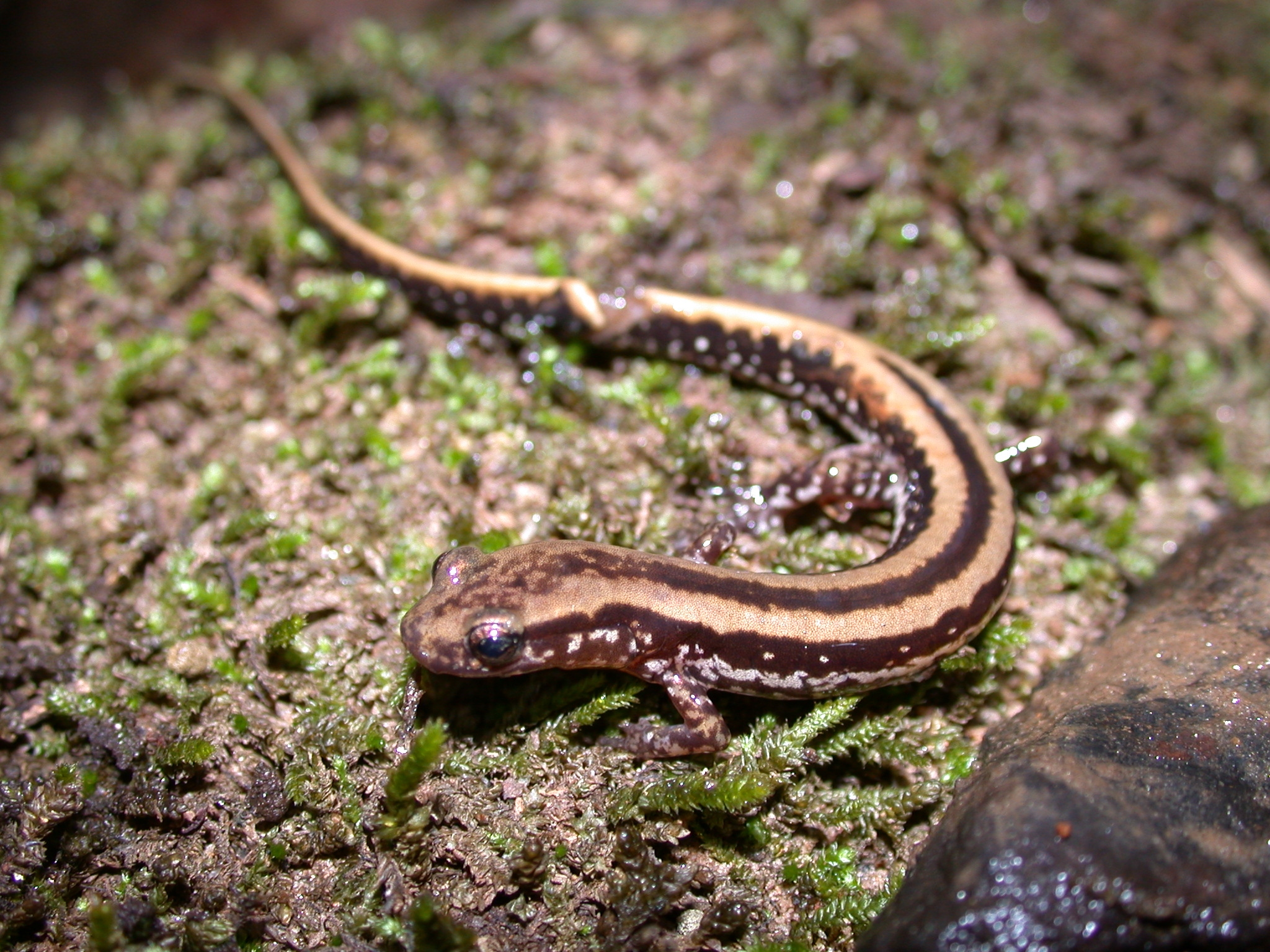 Three-lined Salamander - Chattahoochee River National Recreation Area