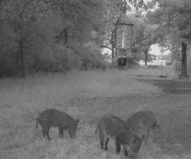 a grainy nighttime game camera photo of three feral hogs underneath a bait station filled with corn