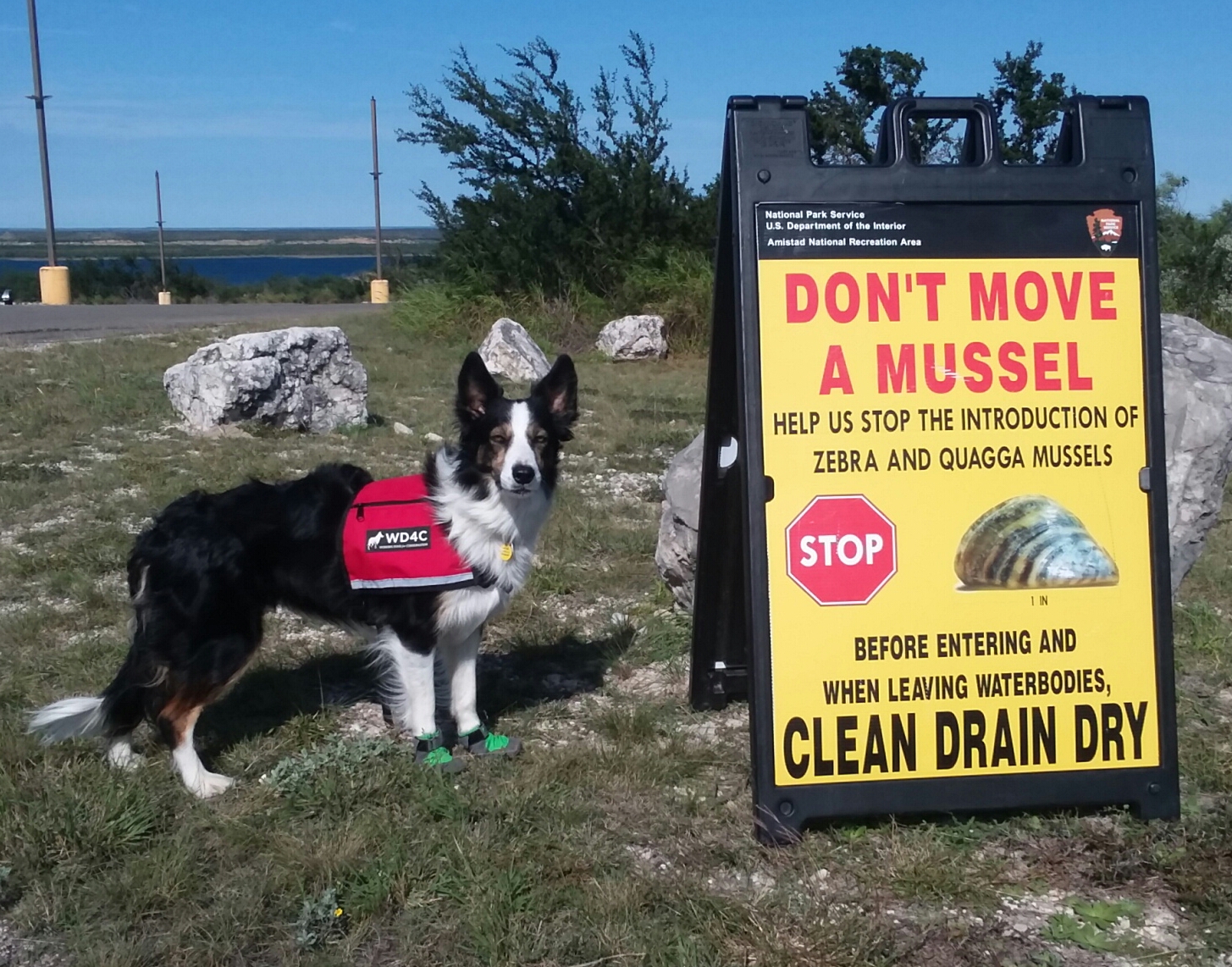 A black and white dog wearing a red working vest stands next to a large sign proclaiming "Don't move a mussel"