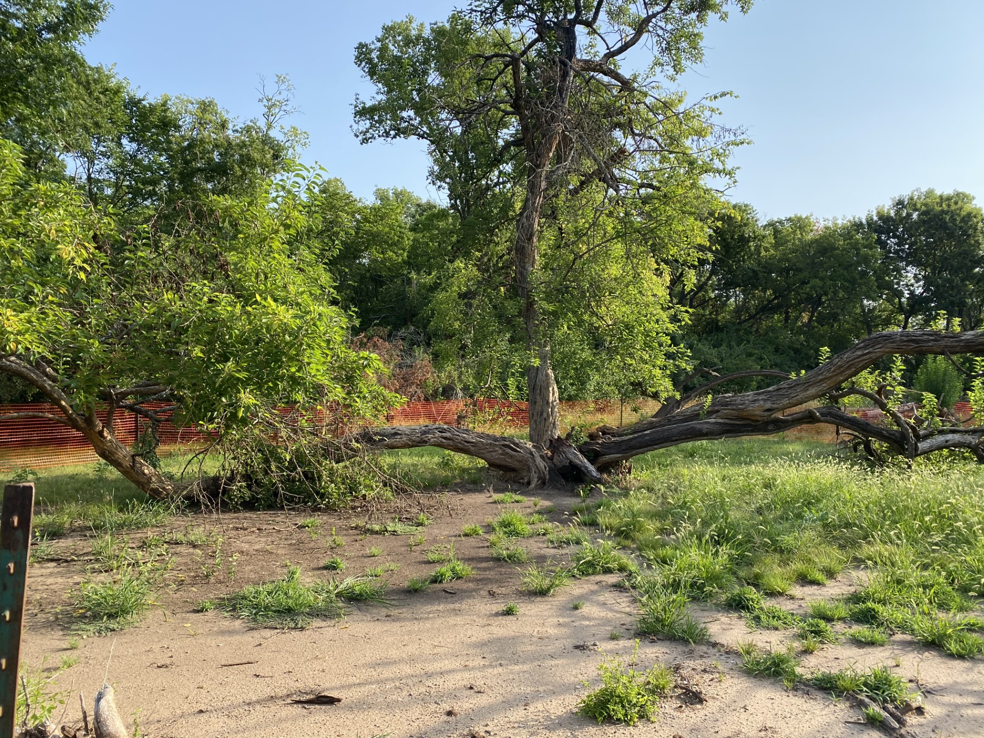 A central tree with two sickly trunks extending to the right and left sides of the main tree. An orange temporary fence is in the background.