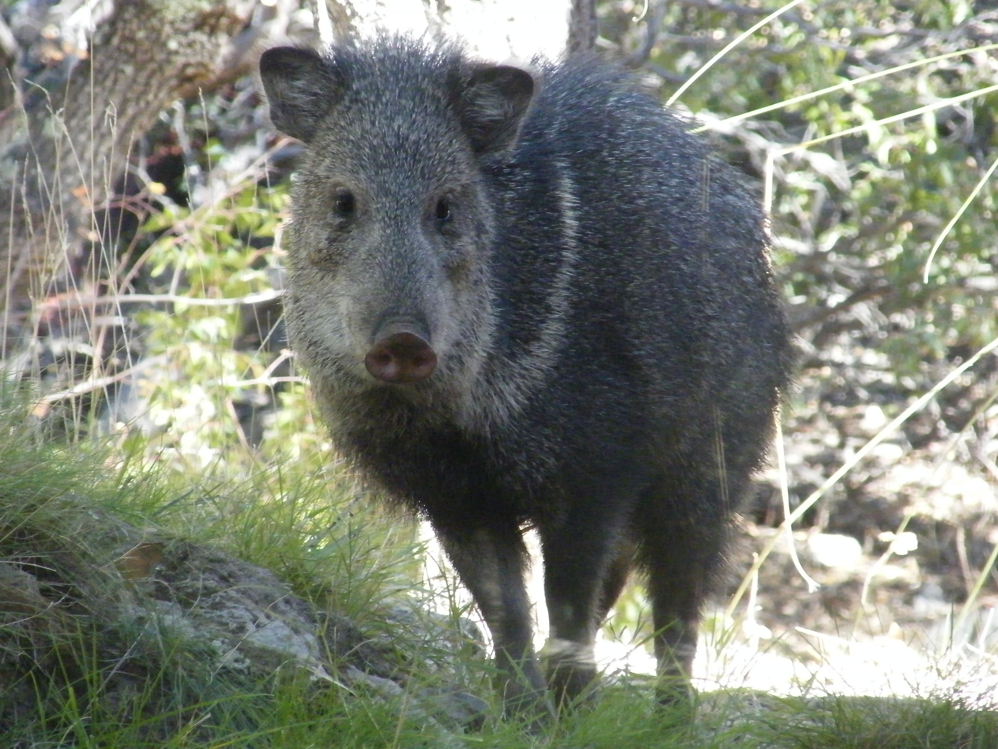 Mammals - Chiricahua National Monument (U.S. National Park Service)