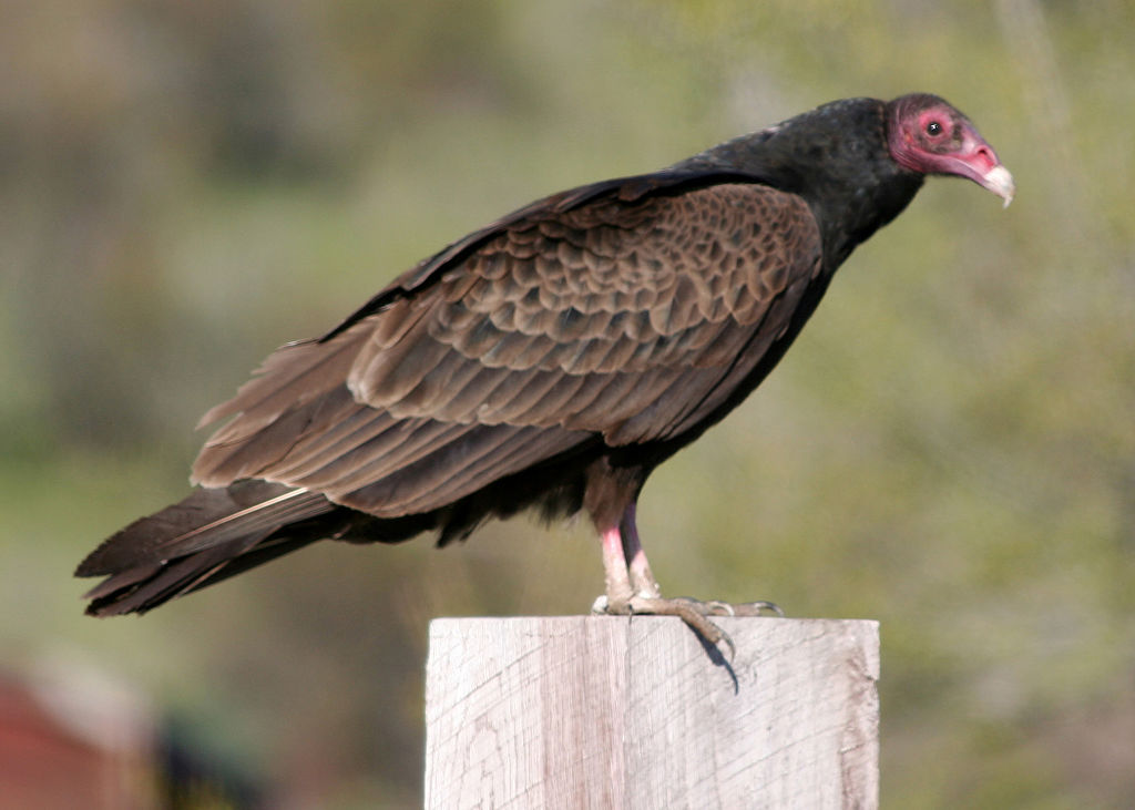 SE Texas Birding & Wildlife Watching: Eagles and Vultures