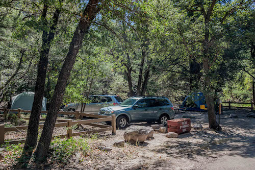 Two vehicles and a tent surrounded by trees with green leaves.