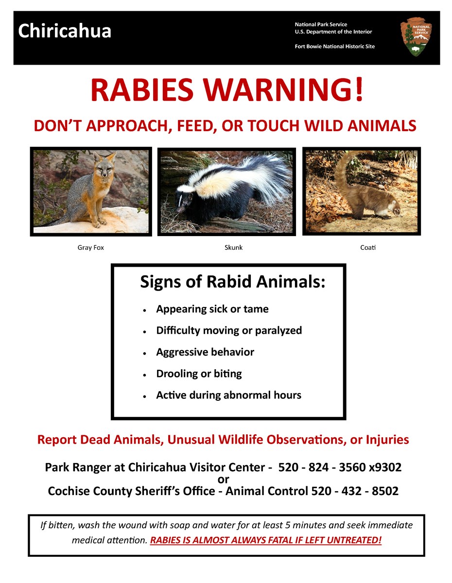 can you get rabies from touching a dead animal