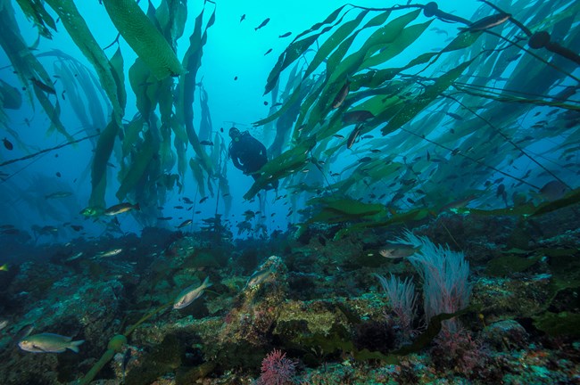 A diver swims in a kelp forest with many fish