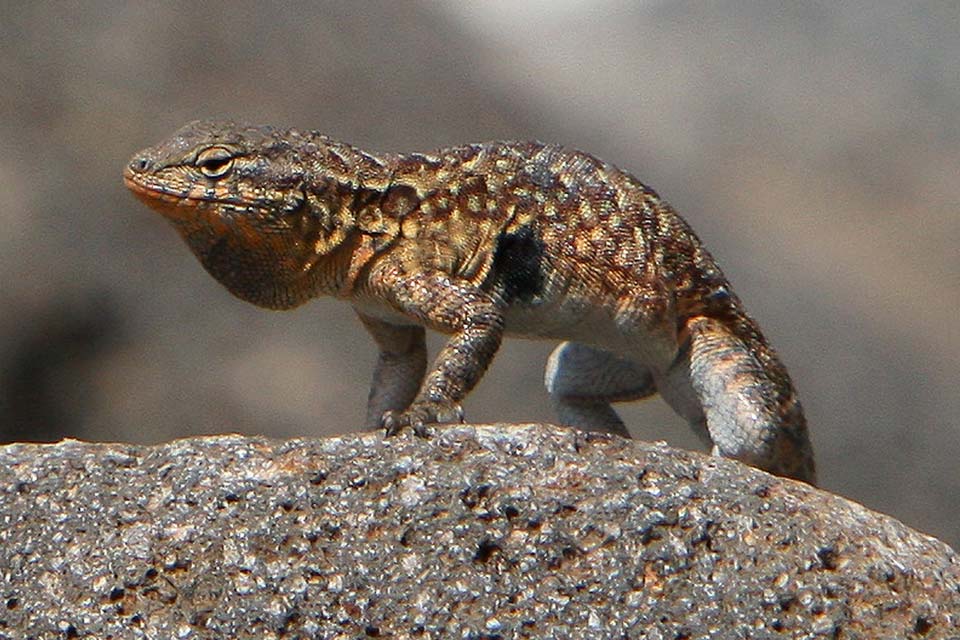 side blotched lizard mating