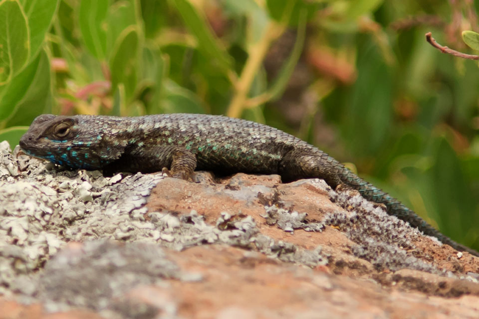 Western Fence Lizard - Facts, Diet, Habitat & Pictures on
