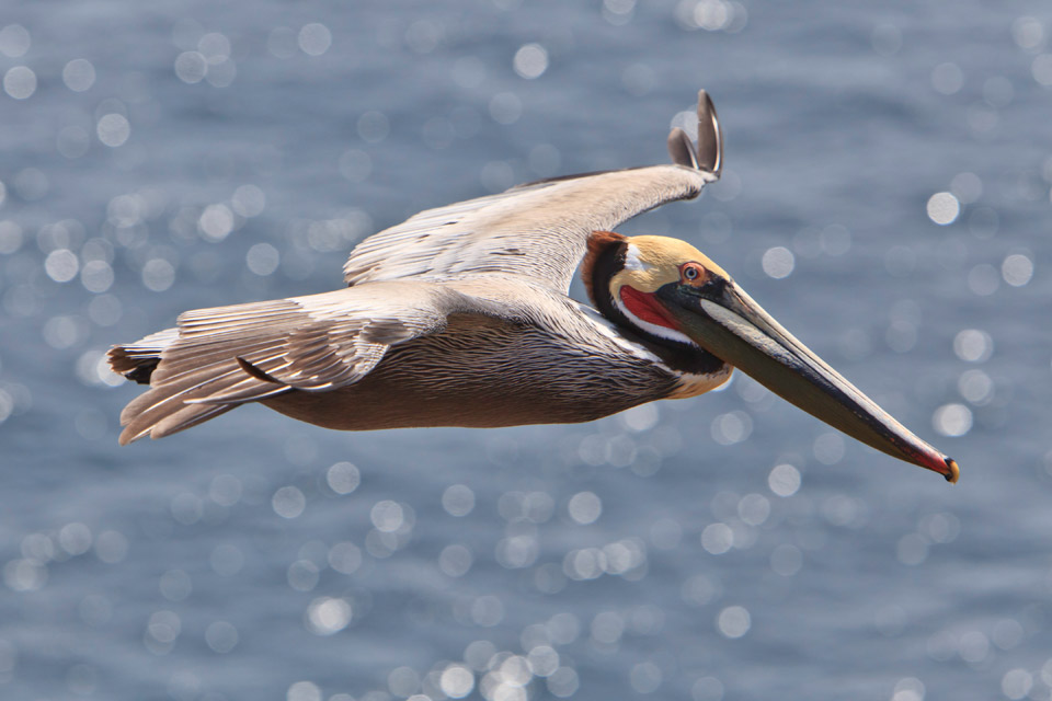 California Brown Pelican Channel Islands National Park U S National Park Service