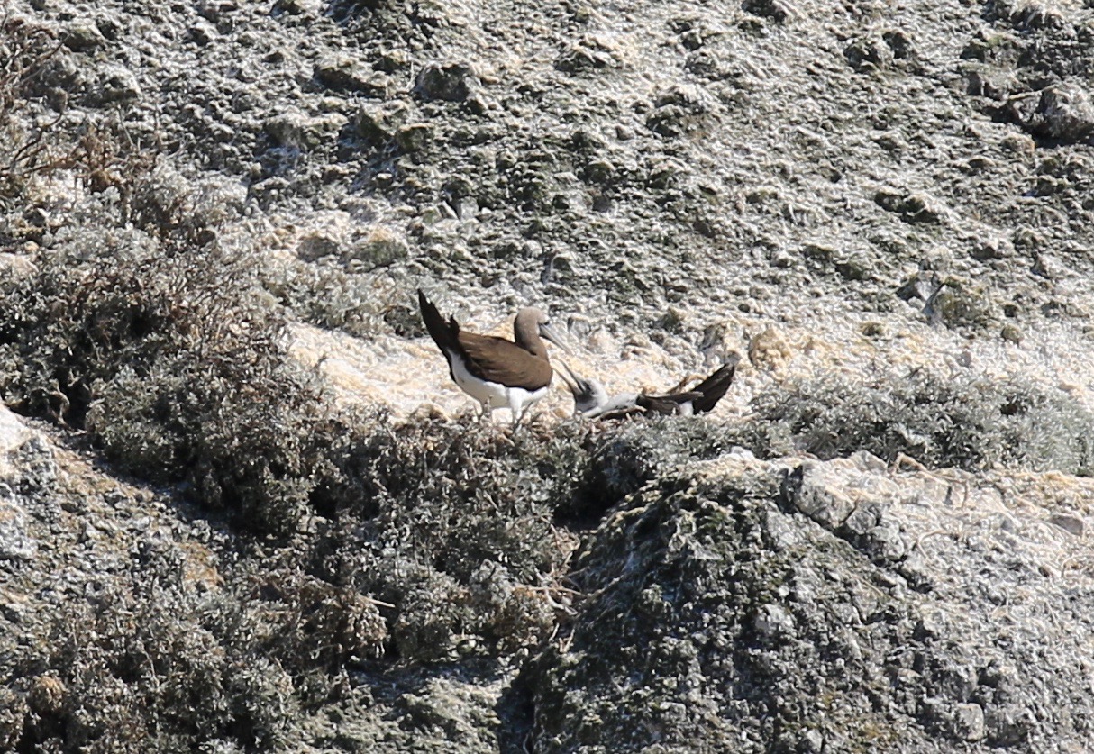 Seabird with chick on rock cliff in nest.