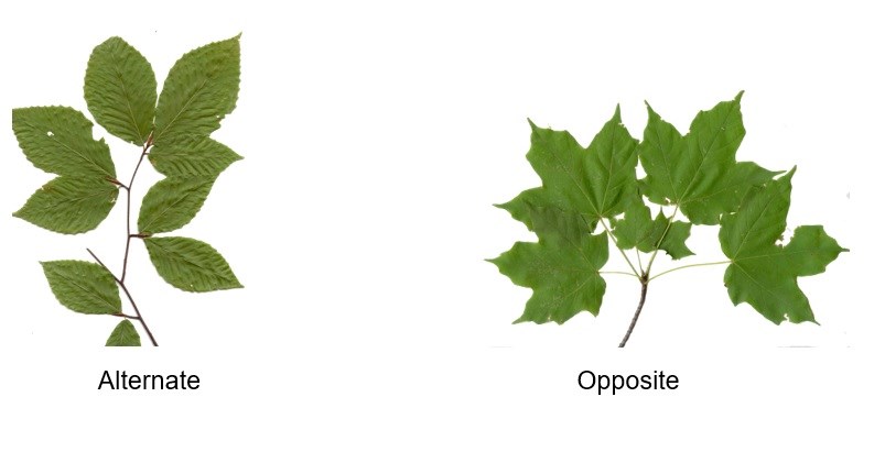 Activity 5: Identifying Trees - Chesapeake & Ohio Canal National ...