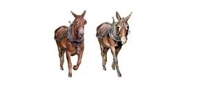 NPS Illustration of the mules, Lock & Key.