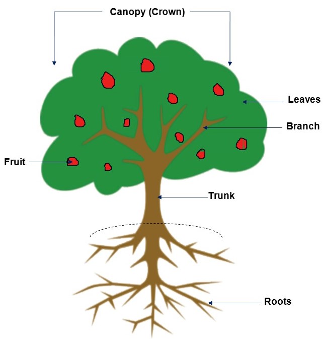 tree with roots and branches and fruits