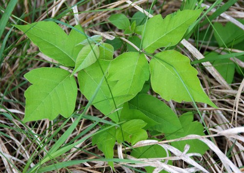 Poison Ivy - Vine 3 - 50+ ft. long Toxicodendron radicans Flowers in: May.