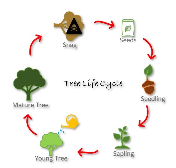 Diagram of the different stages of the tree life cycle.