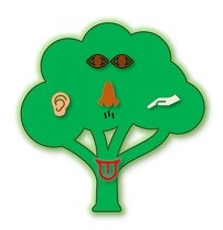 A green tree with the 5 senses inside the tree; brown eyes for sight, a brown nose for smell, a tan ear for hearing, a red tongue for taste and a beige hand for touch.