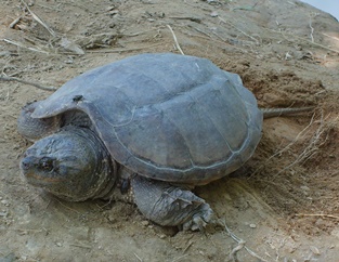 Eastern-snapping-turtle-NPS-photo.JPG?maxwidth\u003d650\u0026autorotate\u003dfalse