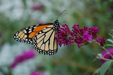 Butterflies and Dragonflies - Chesapeake & Ohio Canal National ...