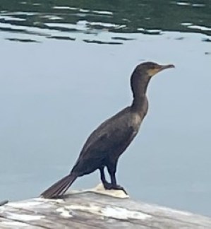 cormorant