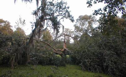 Pecan trees destroyed by Tropical Storm Gaston