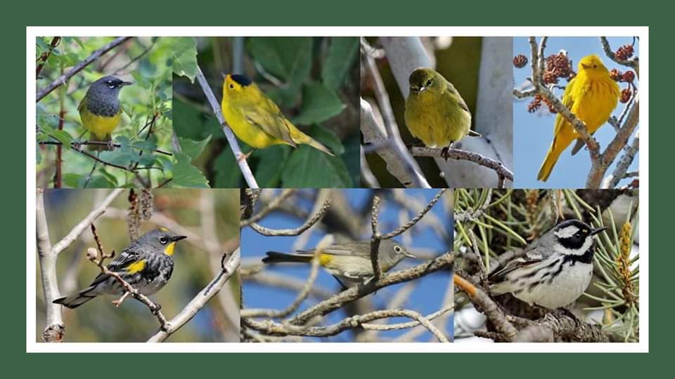 Collage of 7 close-up photos of birds.