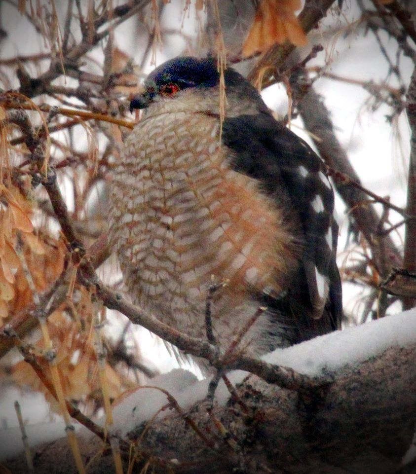 A Sharp-Shinned Hawk is perched in a tree.