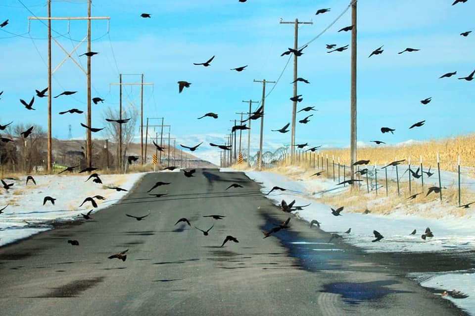 birds fly across a rural highway