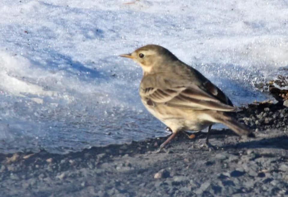 bird walking on the ground with snow