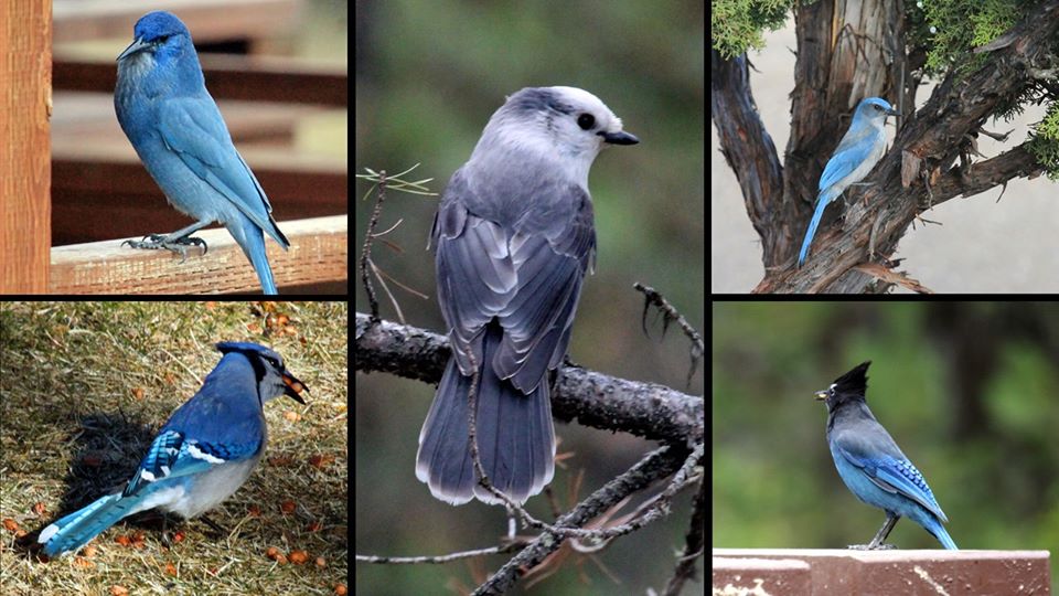 Five images of different Blue Jays.