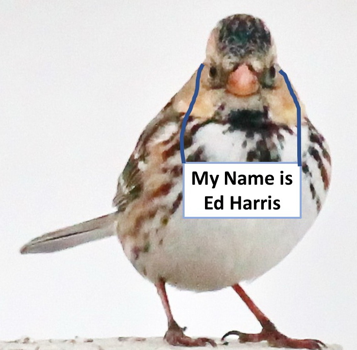 A Harris's Sparrow with a sign stating 