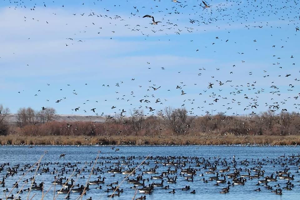waterfowl on a pond and flying above