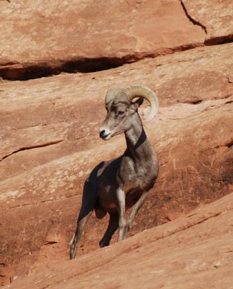 are dogs allowed in colorado national monument